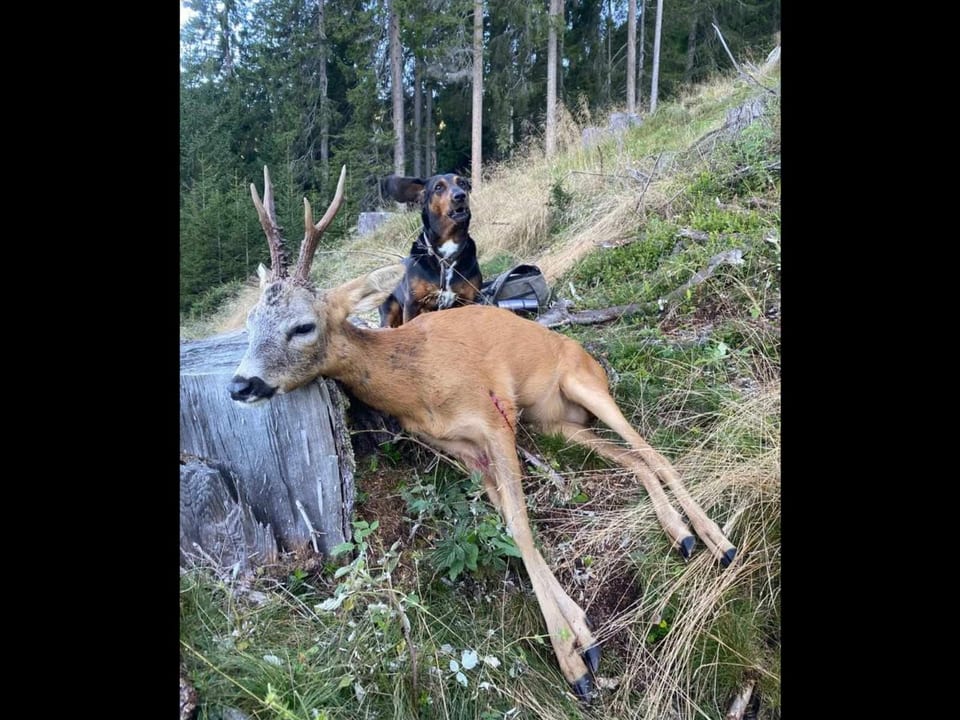 Schweisshund und Rehbock bei der Bündner Jagd 2023 in Siat, Surselva.