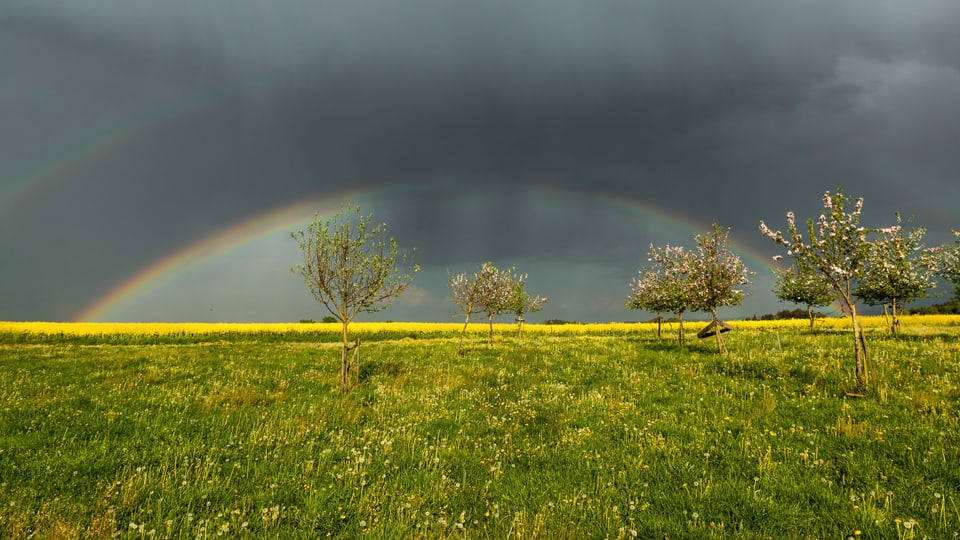 Dicke Regenwolken und ein Regenbogen über Obstbäumen und einem Rapsfeld in Mettlen/TG.