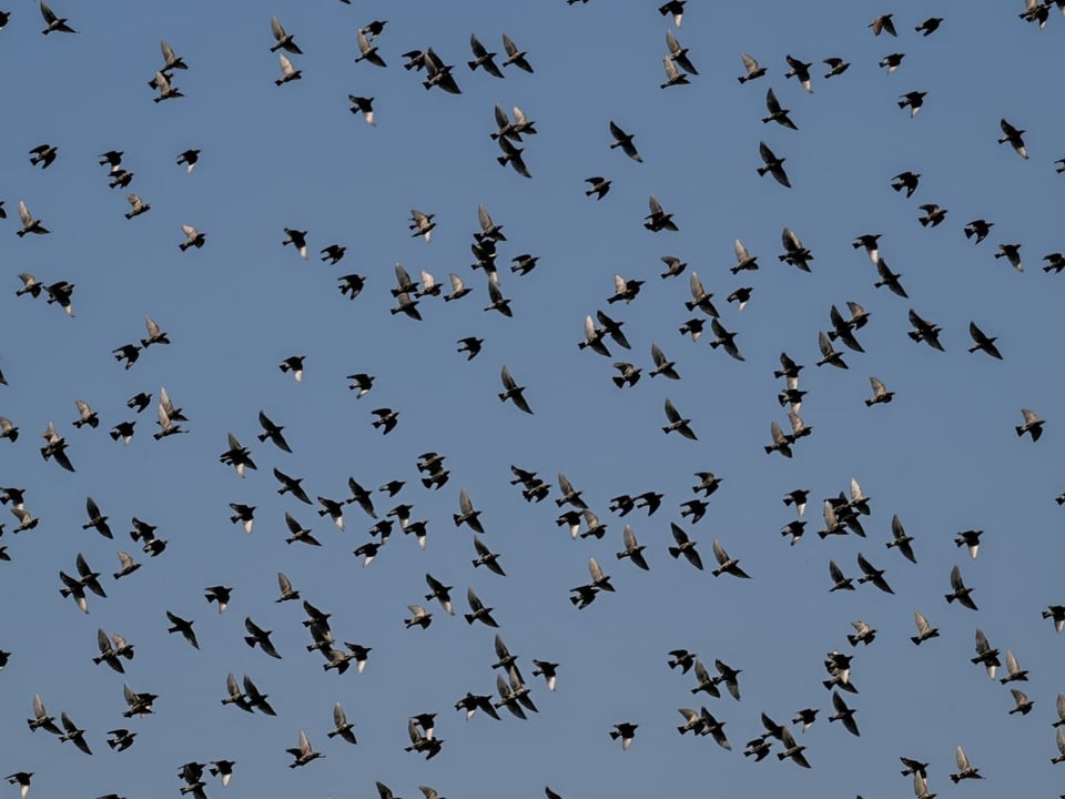 Grosser Schwarm Vögel am Himmel.