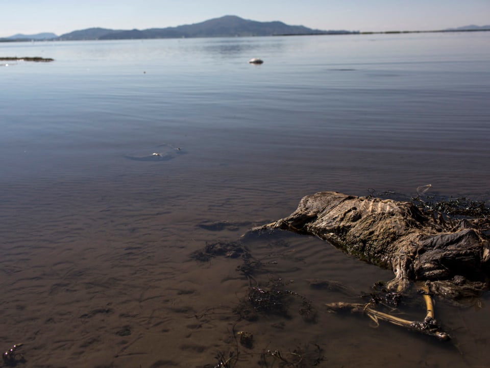 Verwesendes Schaf in seichtem Wasser