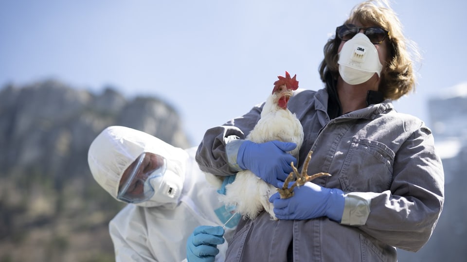 Eine Person hält ein Huhn, dieses wird von einer anderen Person auf Vogelgrippe getestet.