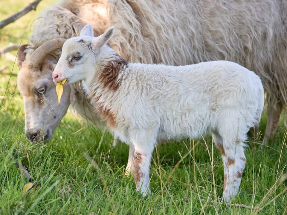 Lamm und Schaf auf einer Wiese.