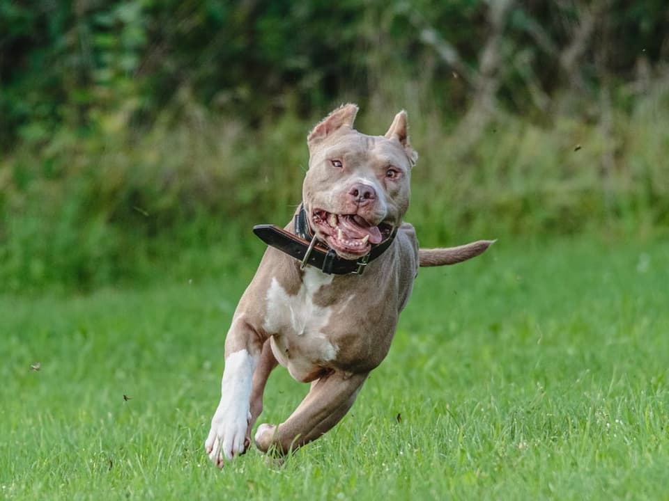 American Pitbull Terrier.