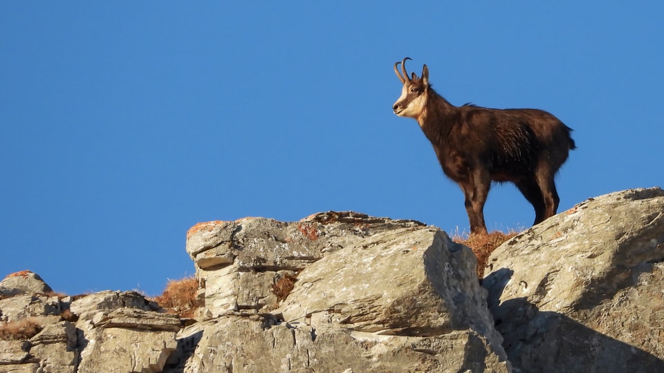 Steinbock auf Felswand vor blauem Himmel.