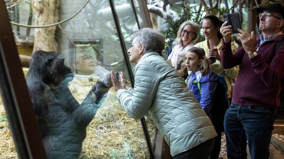 links ein Gorilla hinter Glas, hält Hand an die Scheibe, rechts eine ältere Frau, hält Hände an die Scheibe.