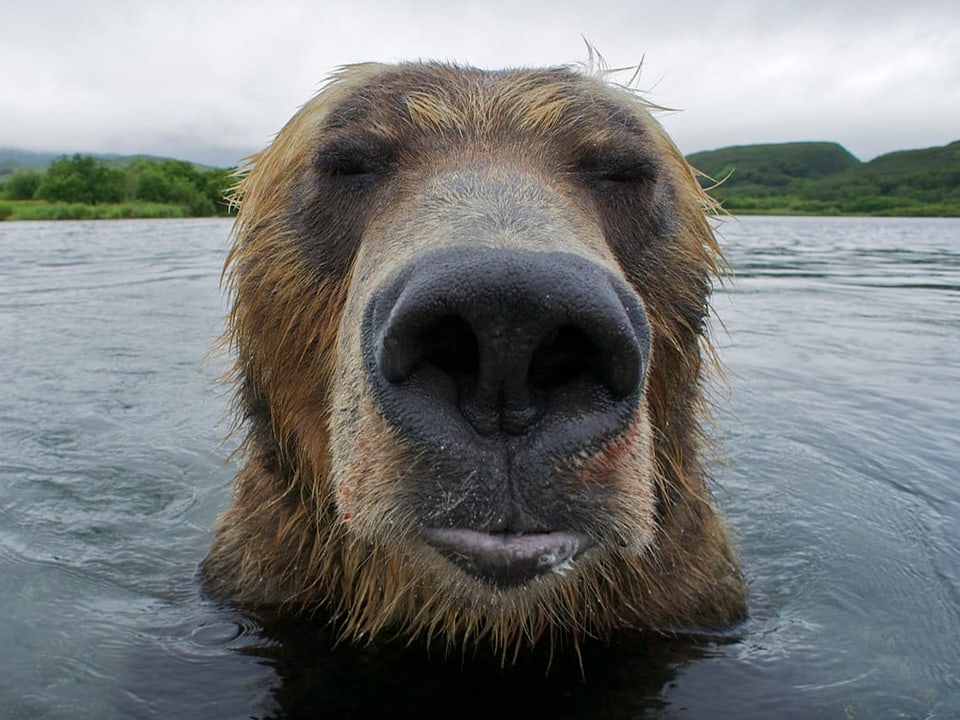 Nahaufnahme eines Bärs, der aus dem Wasser auftaucht.