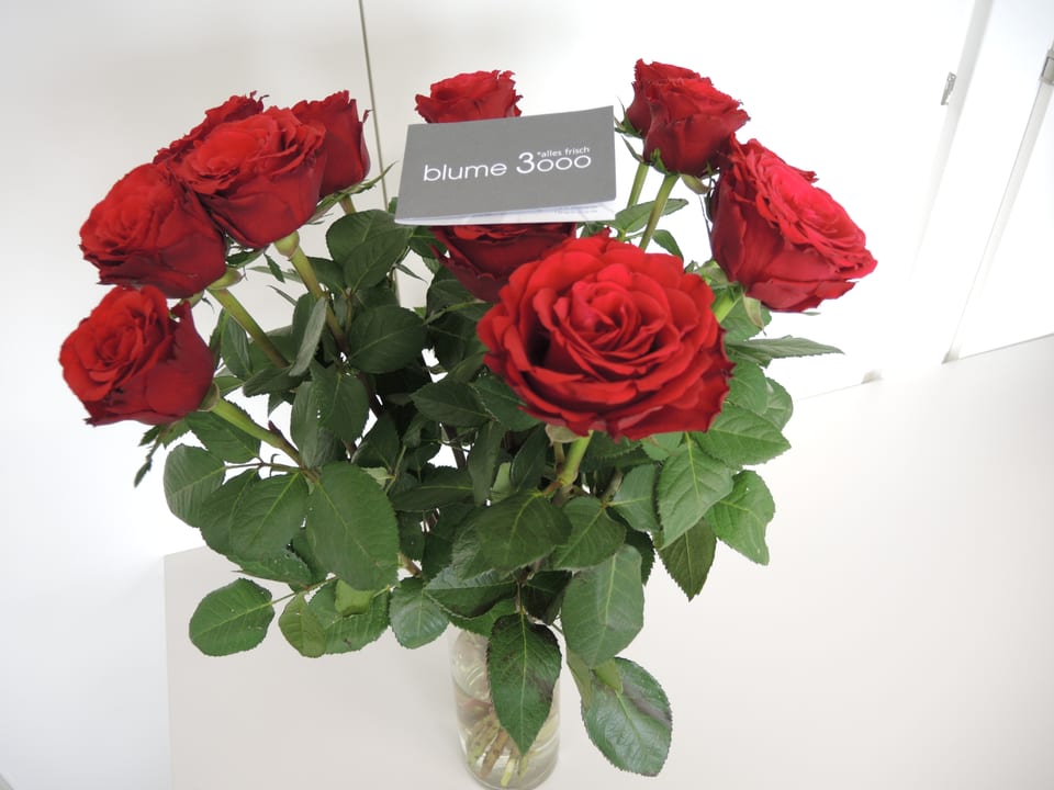 Rosen von Blume 3000