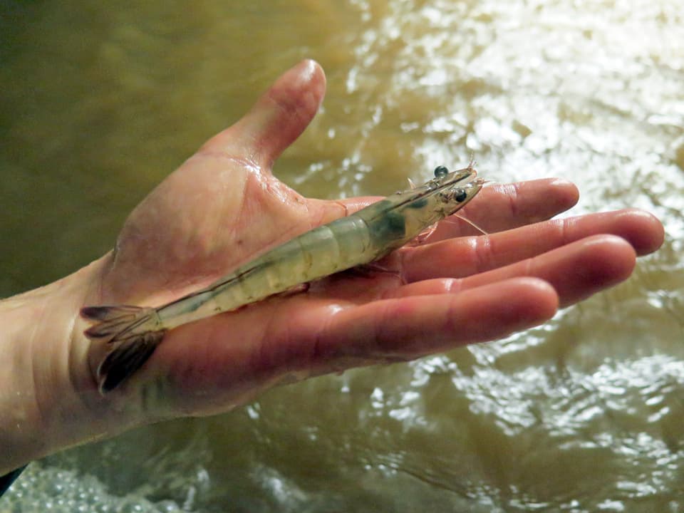 Eine Crevette auf einer Hand vor Wasser