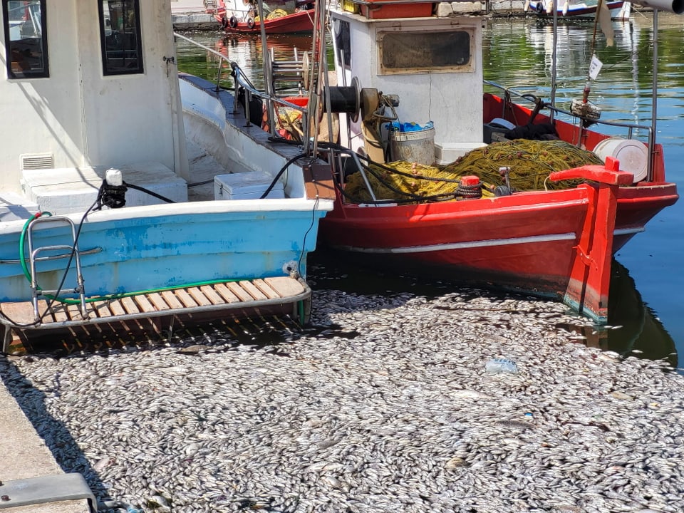 Zwei Fischerboote im Hafen mit vielen kleinen Fischen im Wasser.