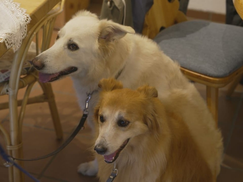 Zwei Hunde im Raum neben Stühlen.