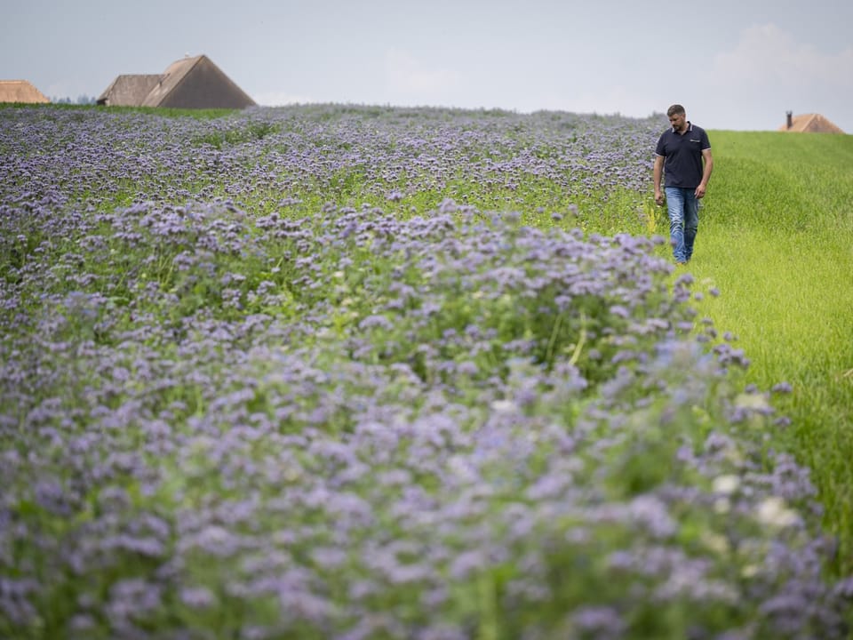 Ein Mann läuft an einem Feld voller violetter Blumen vorbei.