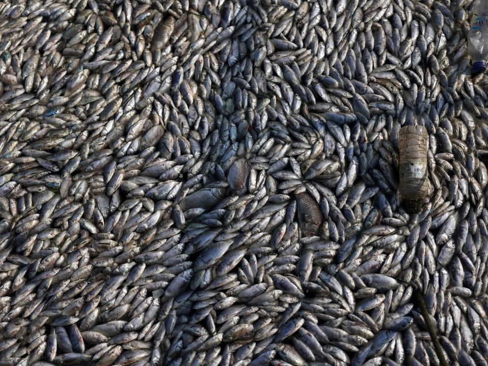 Ansammlung vieler toter Fische im Wasser.