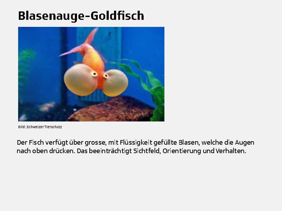 Blasenauge-Goldfisch