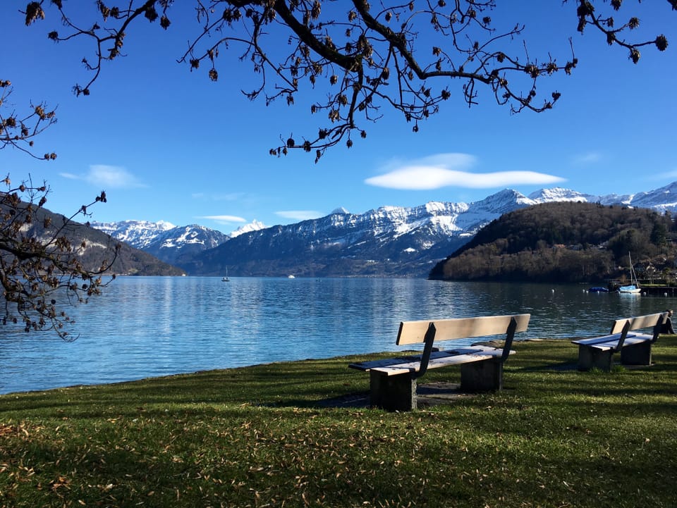 blauer Thunersee und grünes Ufer