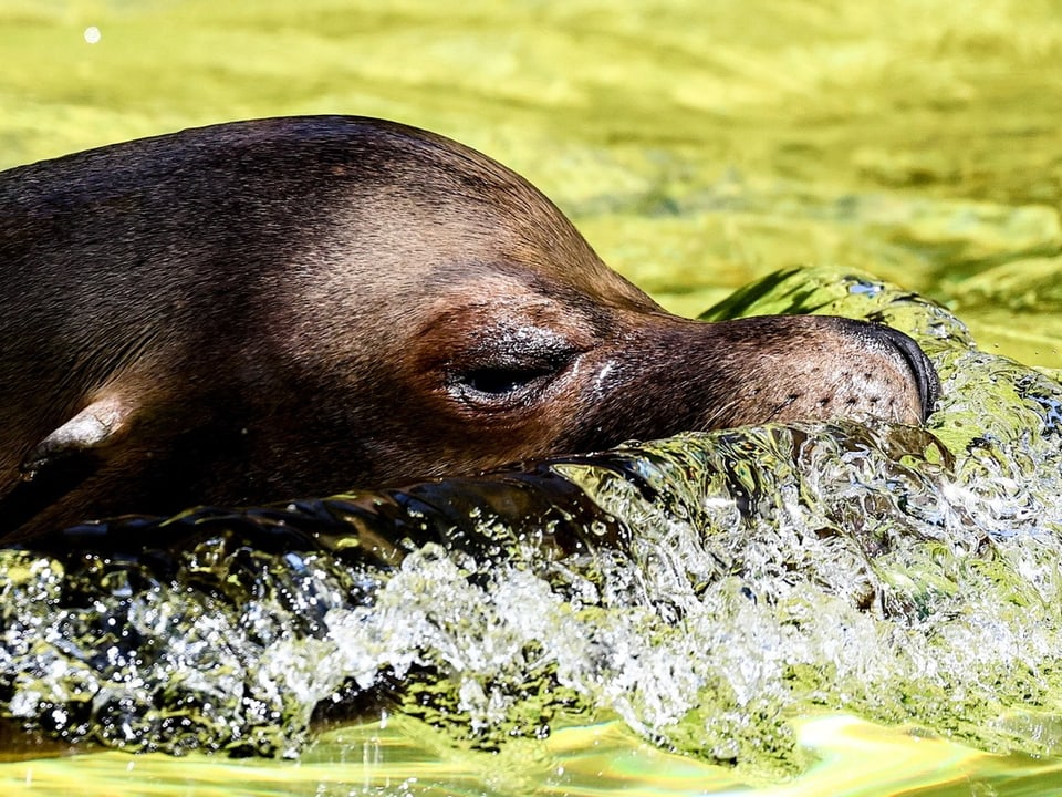 Seelöwe taucht im Wasser.