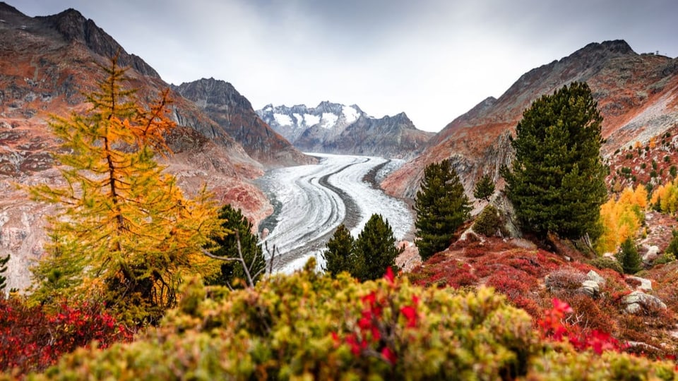 Blick auf den Aletschgletscher durch den Aletschwald