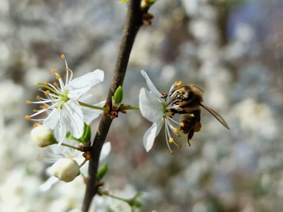 Die Bienen erwachen. Der Frühling ist da!