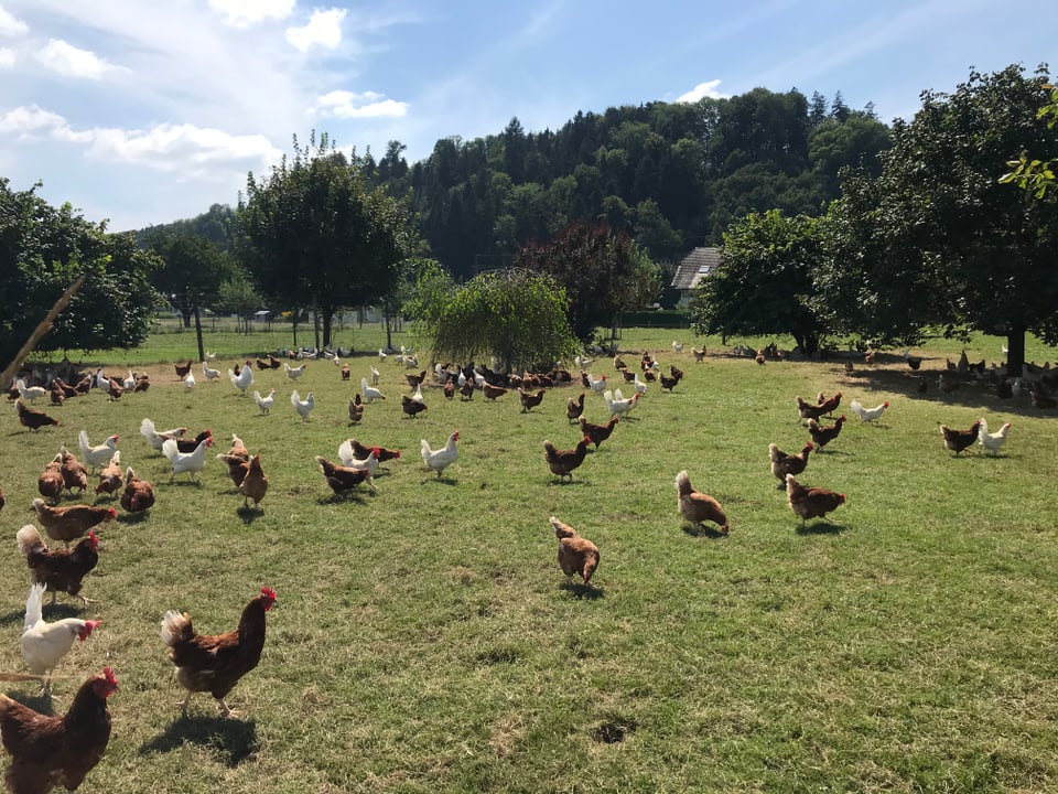 Eine grüne Wiese voller fröhlicher Hühner und Hähne, breit verteilt.