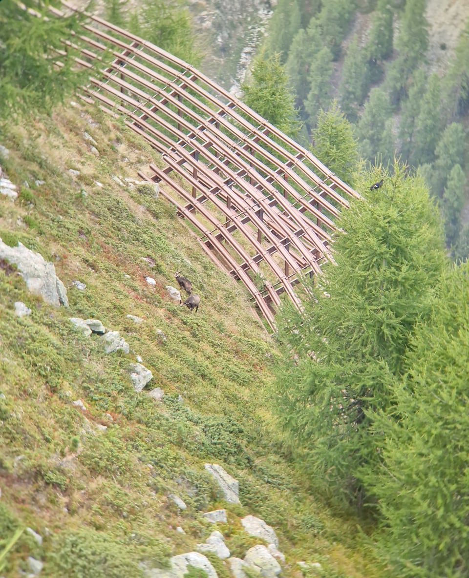 Steiler Berghang mit Lawinenschutz und Bäumen.