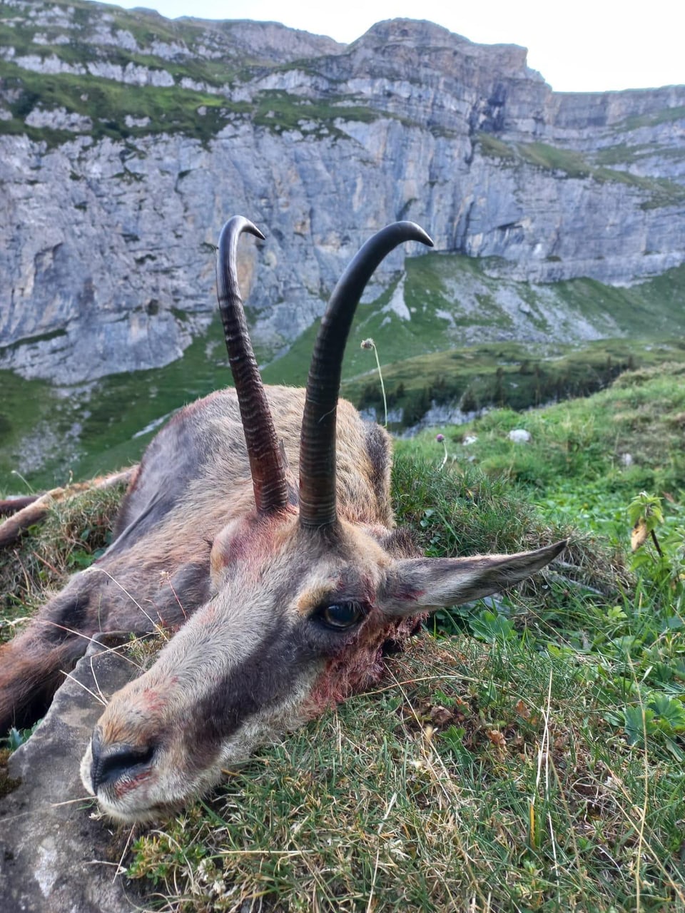 Verendeter Steinbock in einer Berglandschaft.