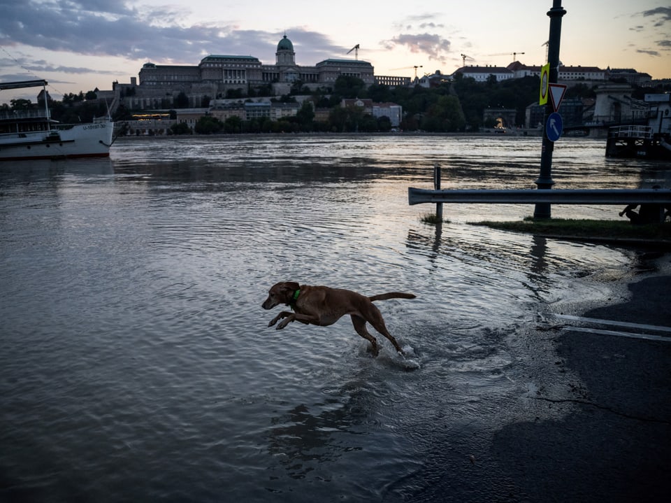 Hund springt ins Hochwasser mit Stadtgebäude im Hintergrund.