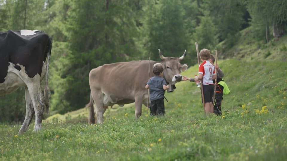 Kinder mit Kühen auf einer Wiese im Wald.