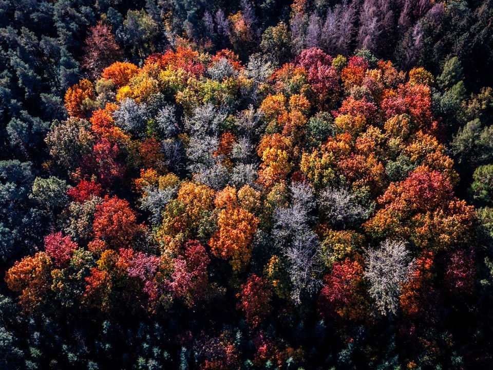 Luftaufnahme von Wald mit bunten Herbstblättern.