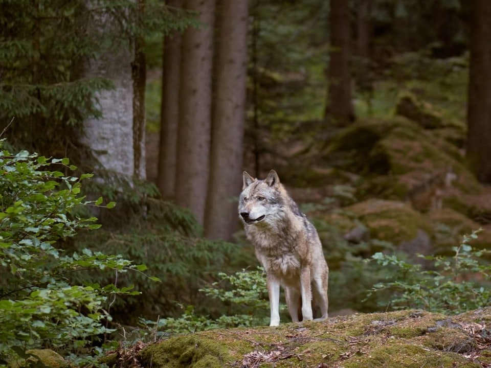 Ein Wolf steht in einem Wald und schaut in die Ferne. 