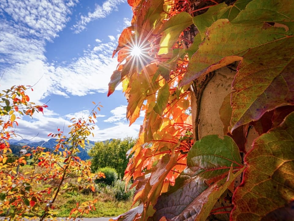 Herbstliche Verfärbung