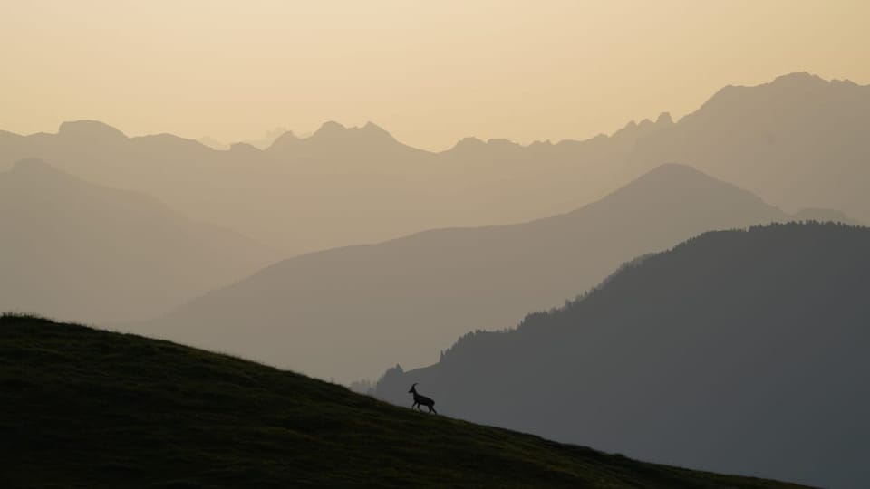Steinbock auf einem Hügel vor Bergen bei Sonnenuntergang.