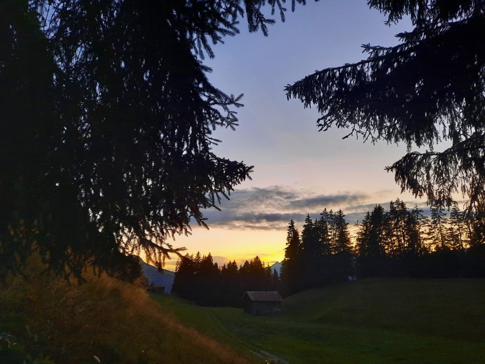 Abenddämmerung über einer Waldlichtung mit Tannenbäumen.