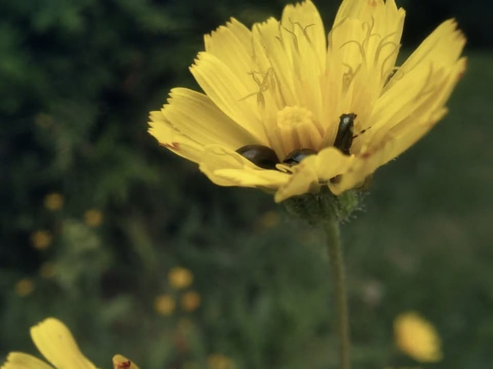 Drei Käfer in einer gelben Blüte