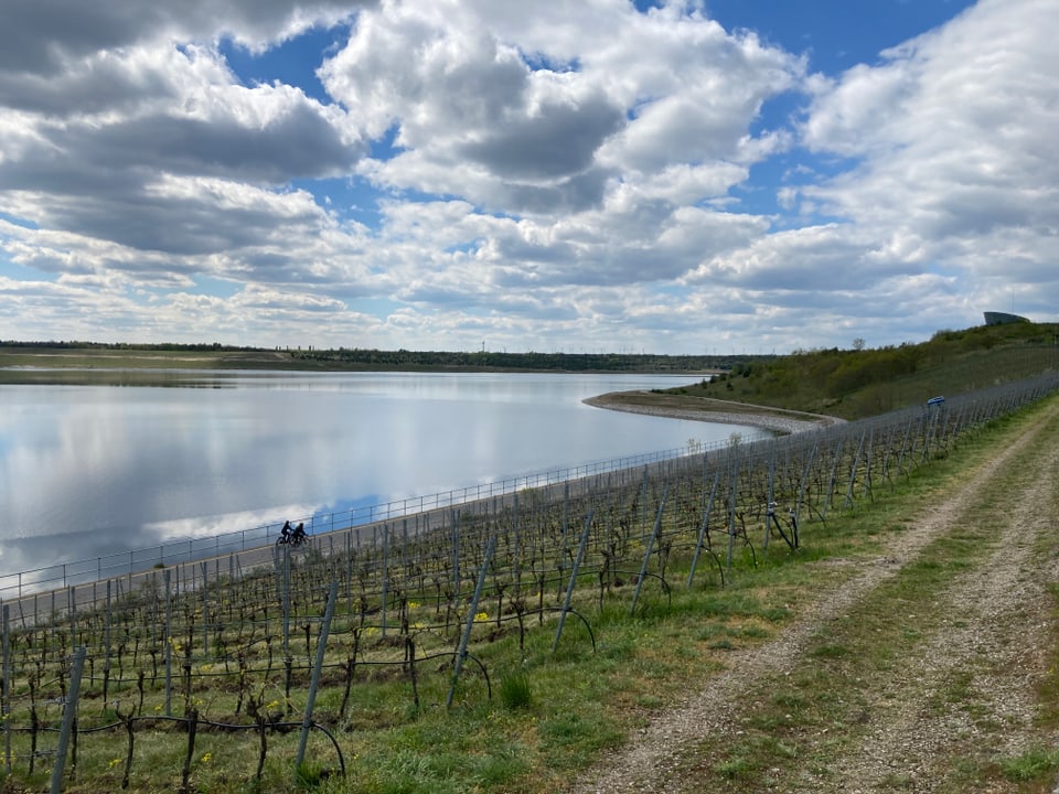 Weinberg am See bei bewölktem Himmel.