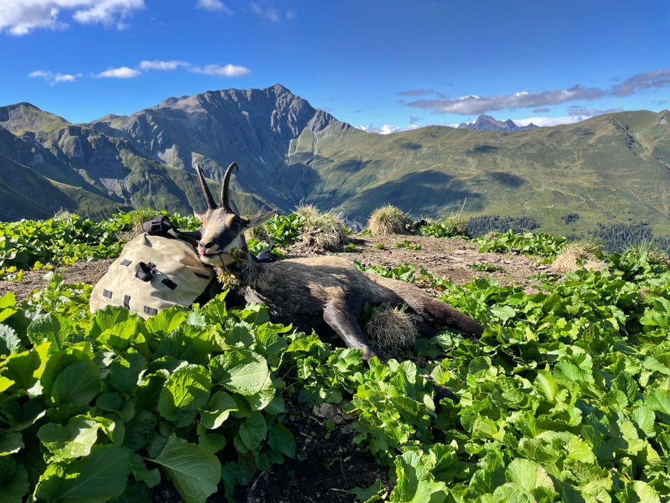 Gämse liegen neben Rucksack in alpiner Landschaft mit Bergen im Hintergrund.