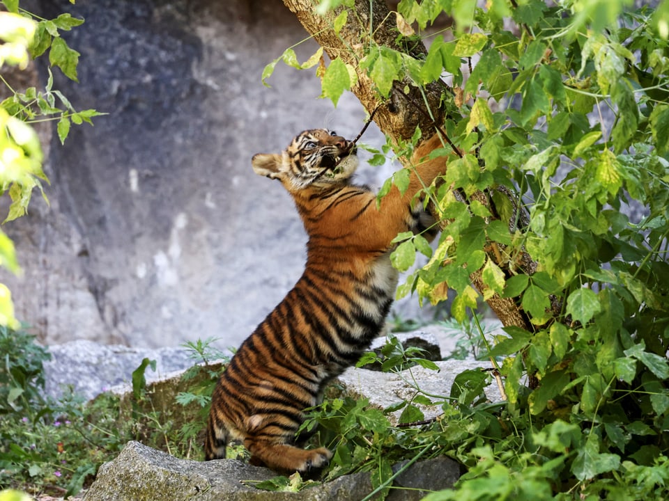 Tigerjunges klettert auf Baum.