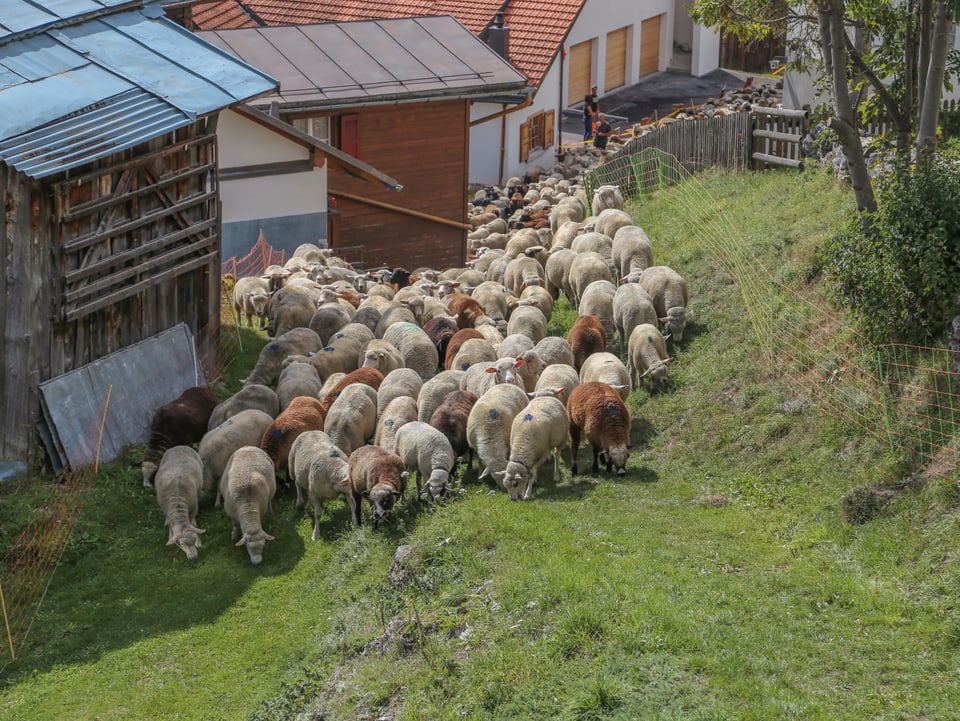 La muntanera da nursas banduna il vitg. 