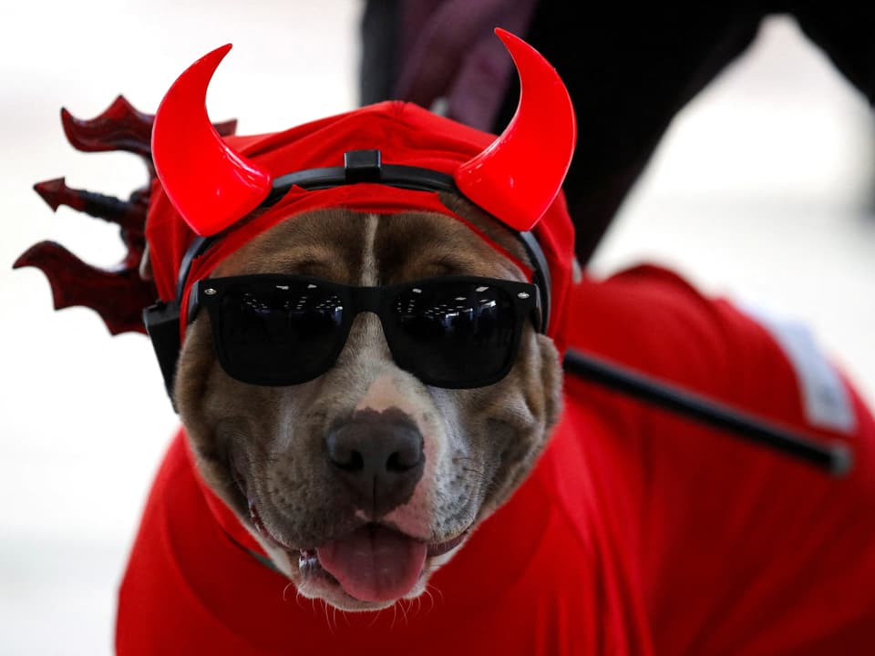 Hund in rotem Teufelskostüm mit Sonnenbrille.