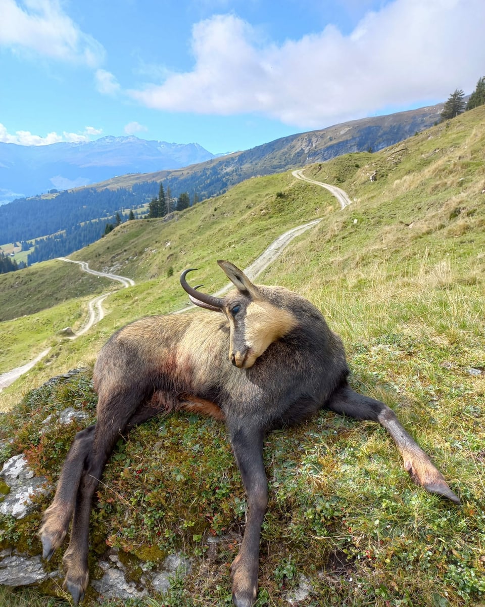 Buc-chamutsch, sajettà ils 20 da settember sin l'alp d'Andiast da Conradin Tuor.