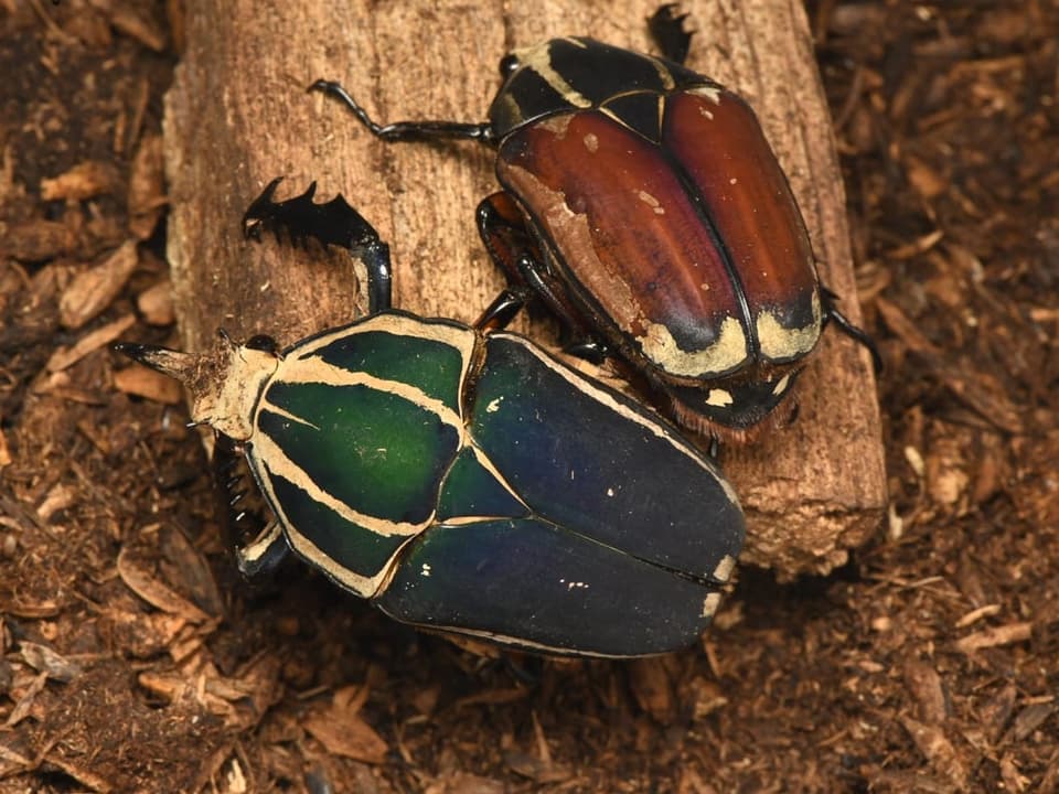 Zwei farbige Käfer auf Holzuntergrund.