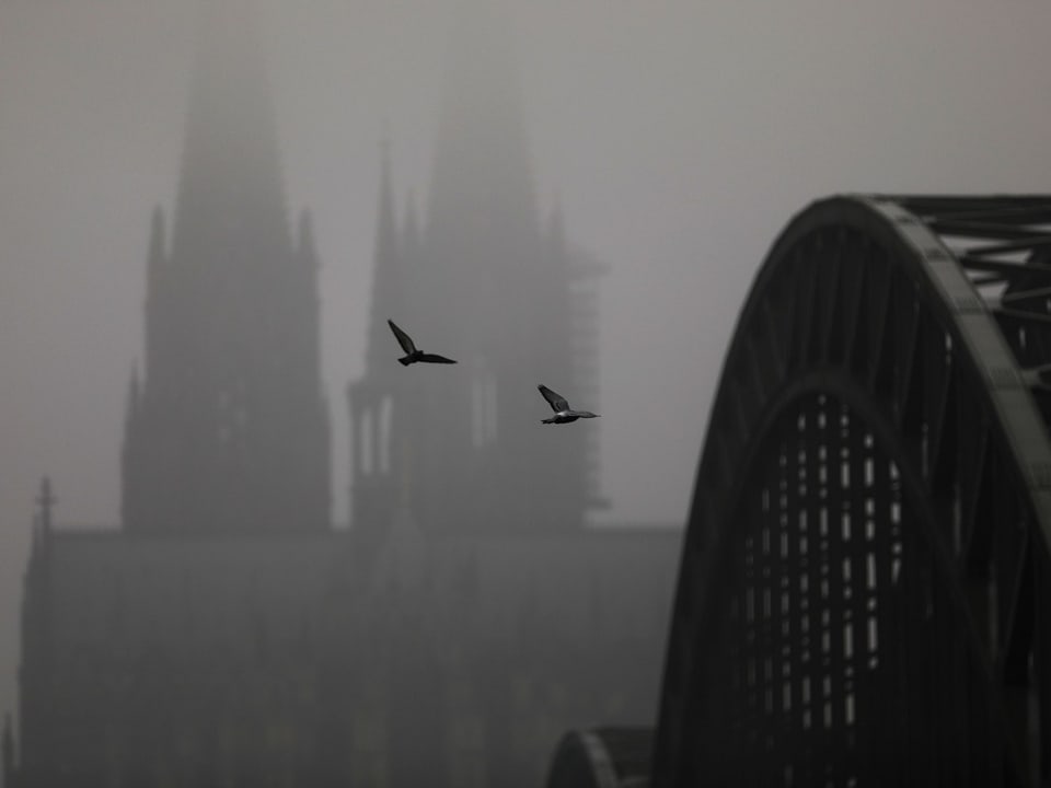 Zwei Vögel fliegen vor dem Kölner Dom im Nebel vorbei