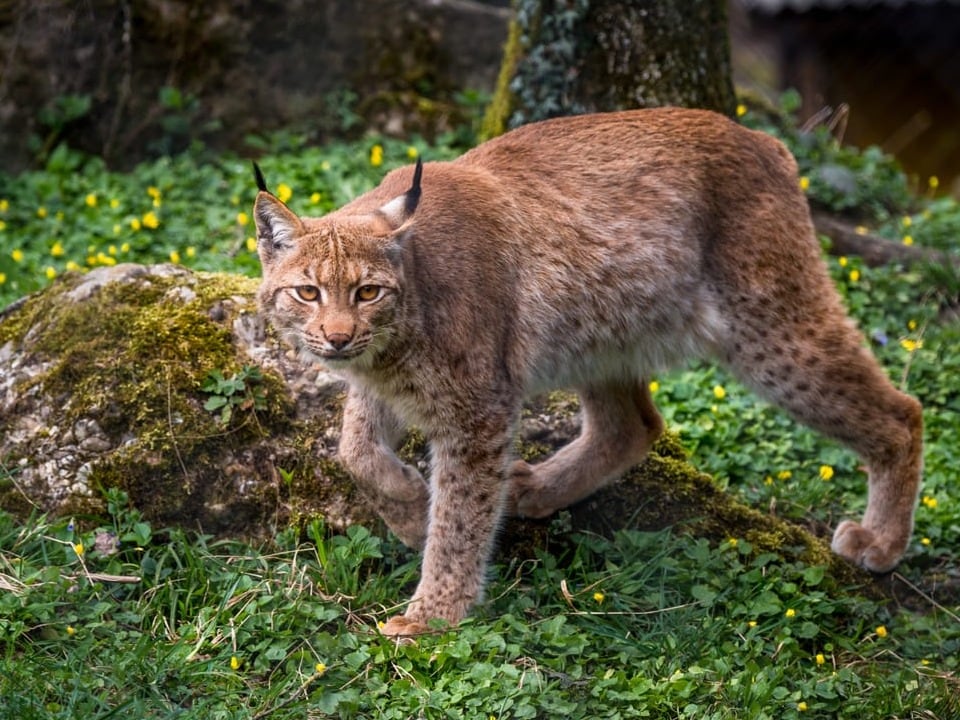 Ein Luchs läuft über grünen Waldboden. 