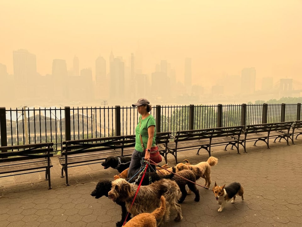 Eine Frau läuft mit Hunden durch New York.