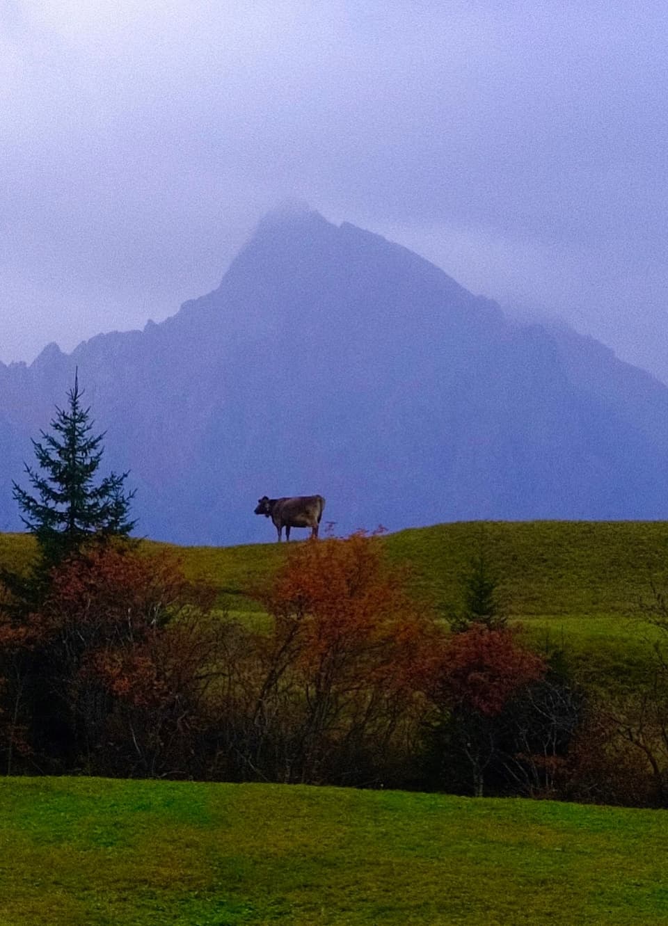 Kuh auf Hügel vor Bergkulisse.