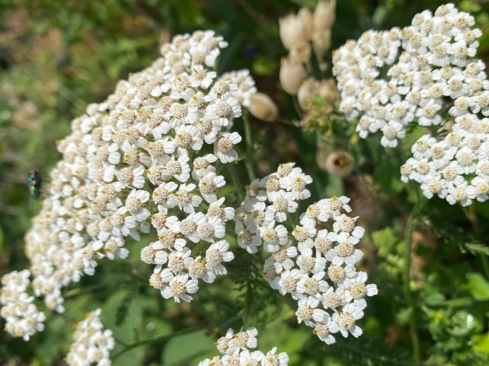 viele weisse Blüten an einem Stiel