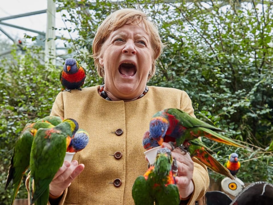 Merkel mit vielen Papageien, von denen einer sie pickt. Sie schreit.