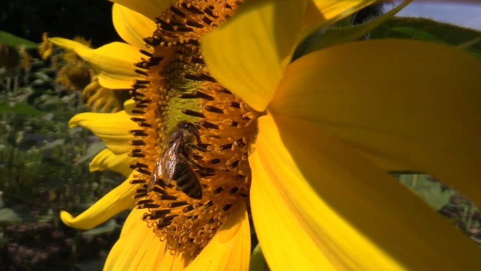 Die Frage der Bienen - NETZ NATUR - SRF