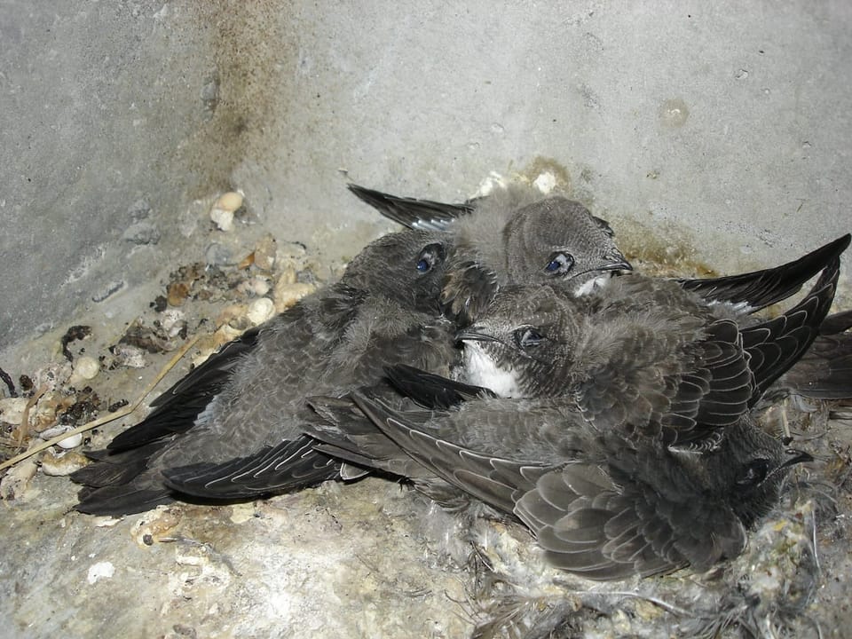 Vier Jungtiere in ihrem Nest im Sitterviadukt.