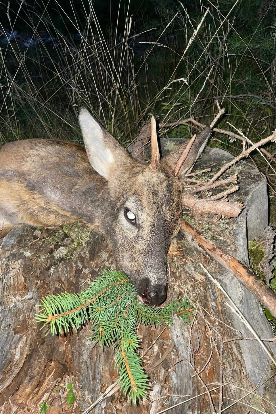 Ein Reh aus der Bündner Jagd.