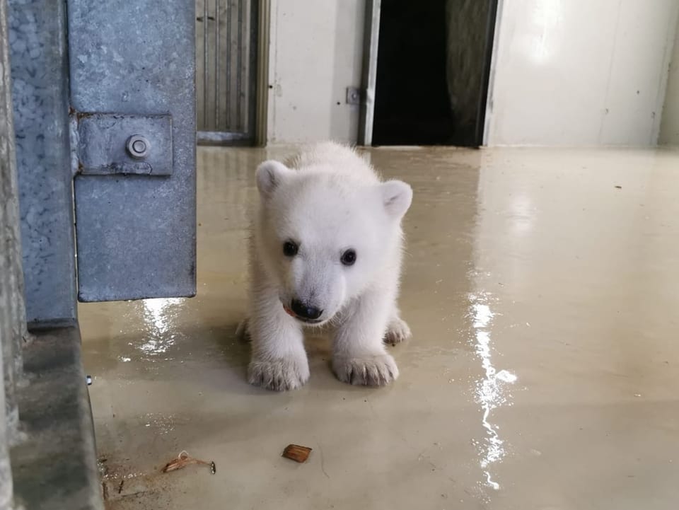 Eisbärenbaby.