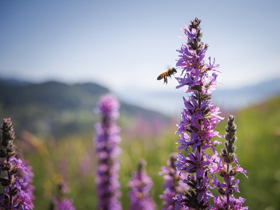 Biene fliegt zu lila Blüten in Berglandschaft.